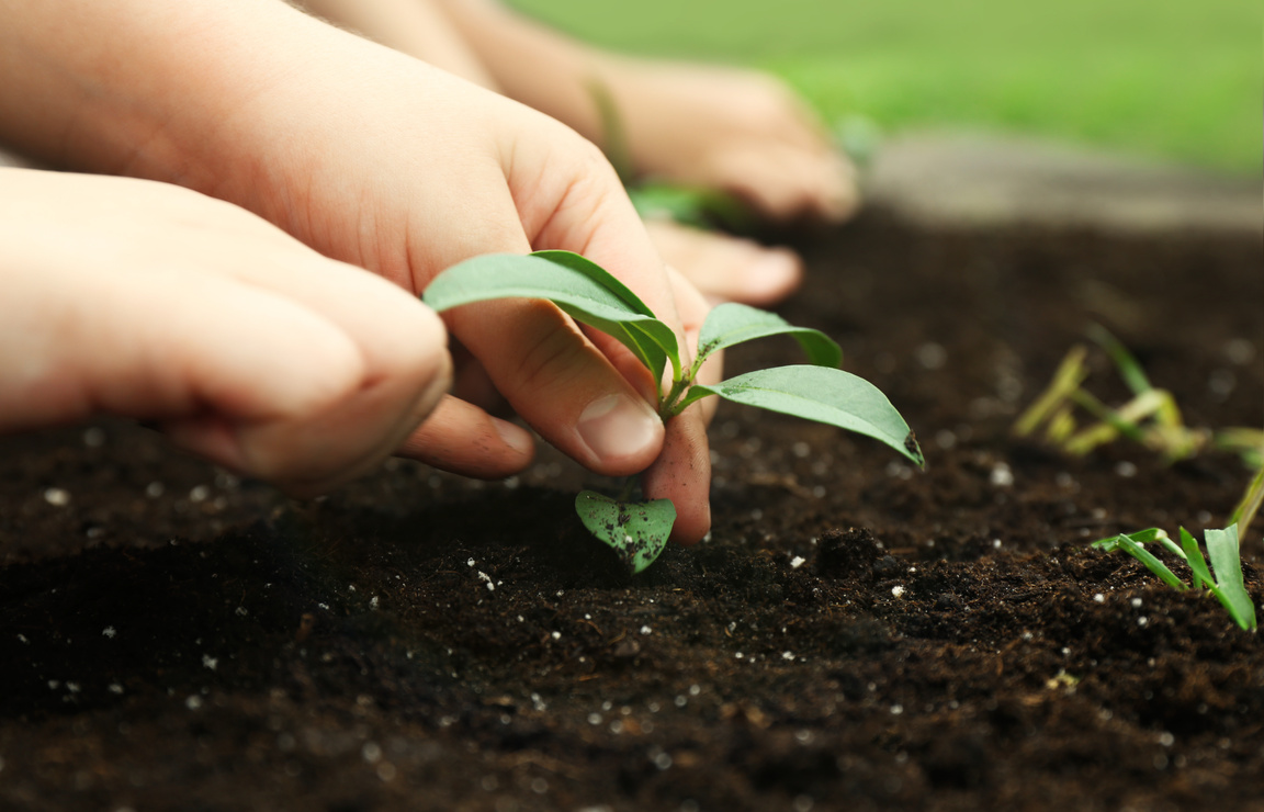 Kids Planting Seedlings in Soil